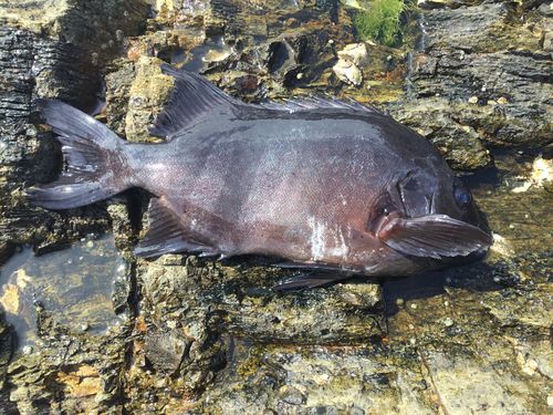 イシダイの釣果