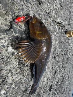 アブラコの釣果