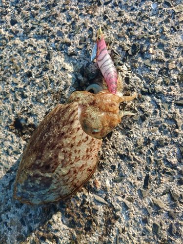 コウイカの釣果