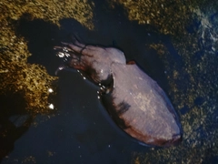 コウイカの釣果