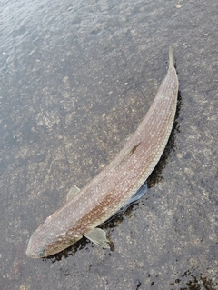エソの釣果
