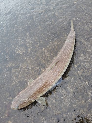 エソの釣果