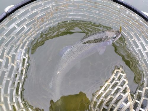 ニジマスの釣果