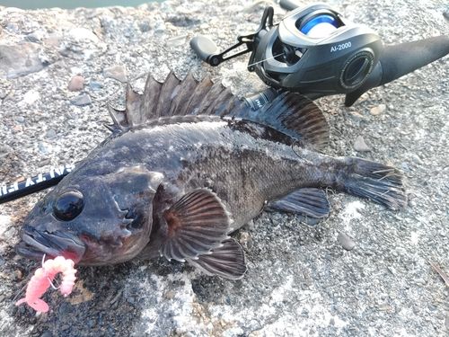 クロソイの釣果