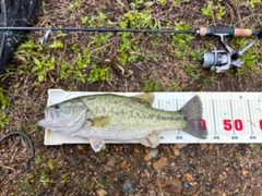 ブラックバスの釣果