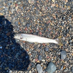 アメマスの釣果
