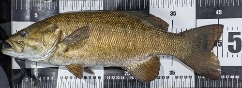 スモールマウスバスの釣果