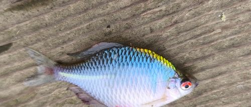 タイリクバラタナゴの釣果