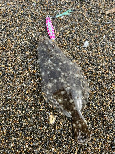 ヒラメの釣果