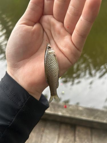 クチボソの釣果