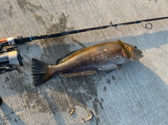 アイナメの釣果