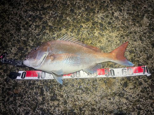 マダイの釣果