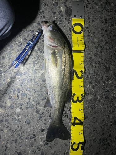 ハネ（マルスズキ）の釣果