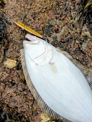 ソゲの釣果