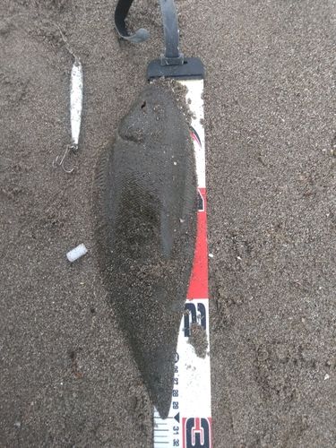 シタビラメの釣果