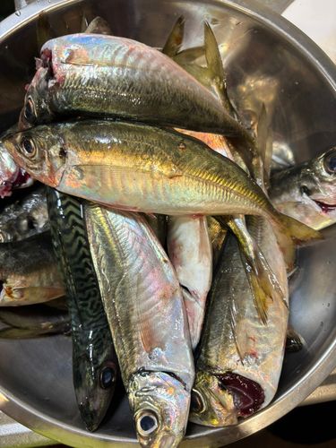 マアジの釣果
