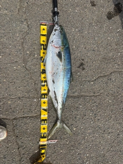 ブリの釣果