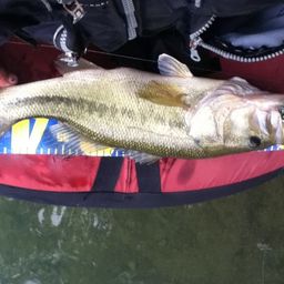 ブラックバスの釣果写真