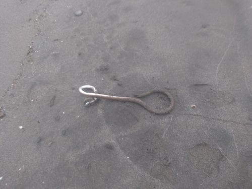 ダイナンウミヘビの釣果
