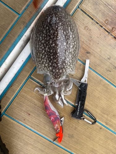モンゴウイカの釣果
