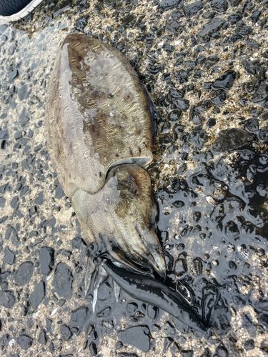 コウイカの釣果
