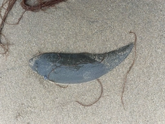 ウシノシタの釣果