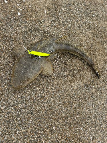マゴチの釣果