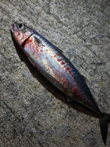 サバの釣果