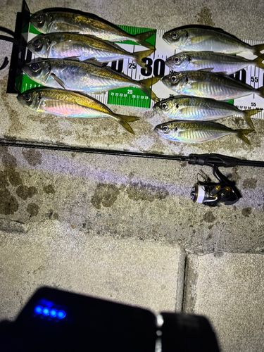 アジの釣果