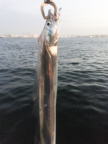 タチウオの釣果