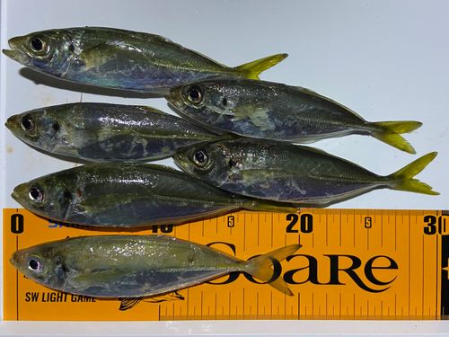 アジの釣果