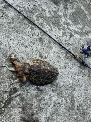 モンゴウイカの釣果