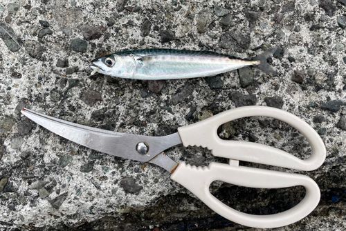 ゴマサバの釣果