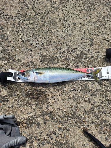 サバの釣果