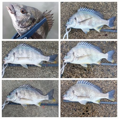クロダイの釣果