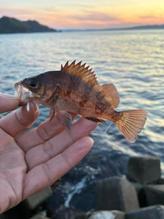 メバルの釣果
