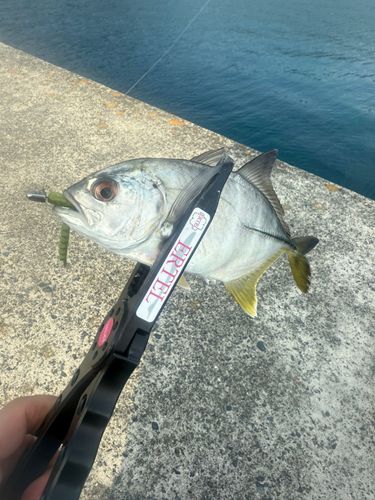 メッキの釣果