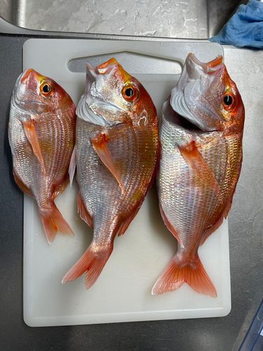 レンコダイの釣果