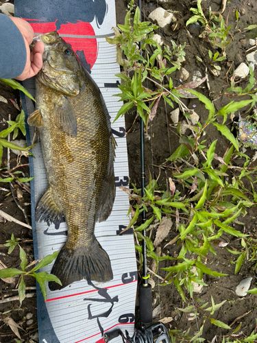雷魚地図マップ　雷魚釣り　雷魚　静岡県　栃木県　茨城県 ライギョが釣れた 茨城県 野池土浦石岡周辺 - YouTube