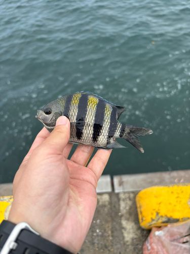 オヤビッチャの釣果