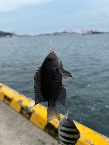 スズメダイの釣果
