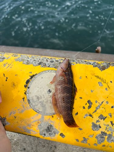 ホシササノハベラの釣果