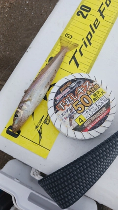 シロギスの釣果