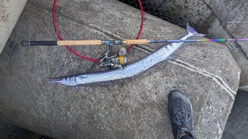 ダツの釣果