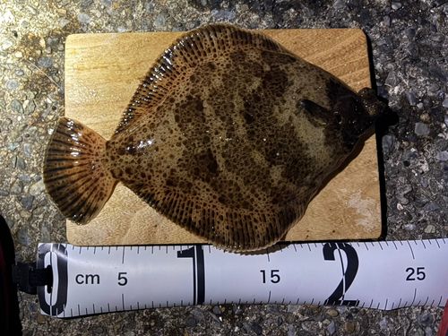 メイタガレイの釣果