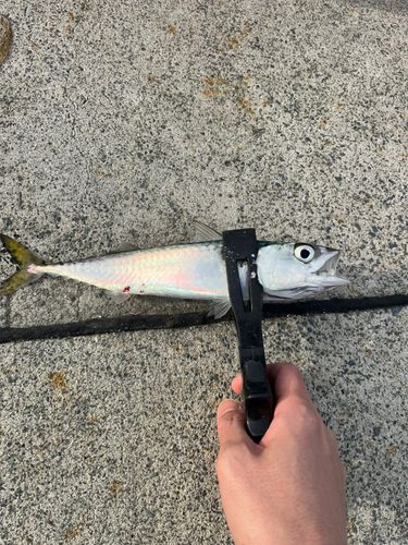 サバの釣果