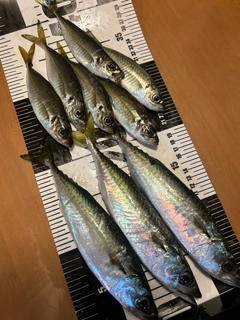 サバの釣果