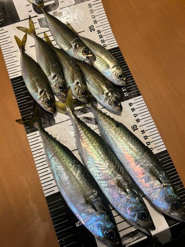 サバの釣果