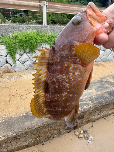アコウの釣果
