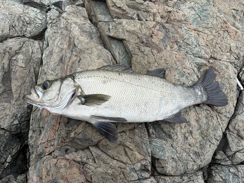 フッコ（ヒラスズキ）の釣果